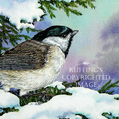 "Carolina Chickadee and Eastern Red Cedar" AER76 by A E Ruffing