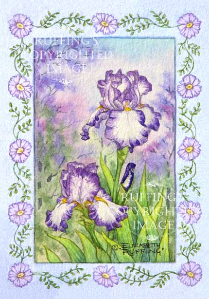 "Purple and White Iris" ER23 by Elizabeth Ruffing Floral