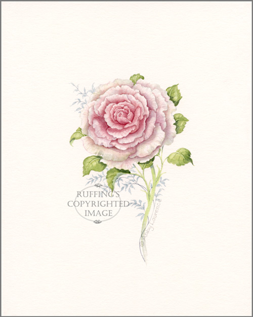 Pink Rose Original Watercolor Floral Painting by Abby Laurence