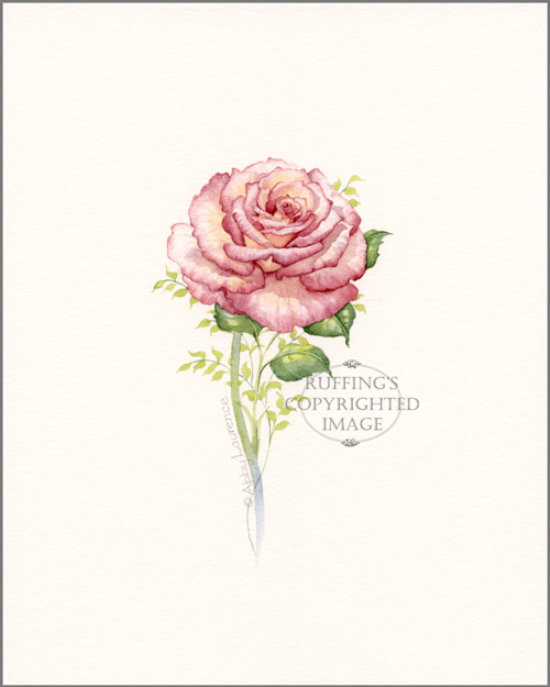 Pink Rose Original Watercolor Floral Painting by Abby Laurence