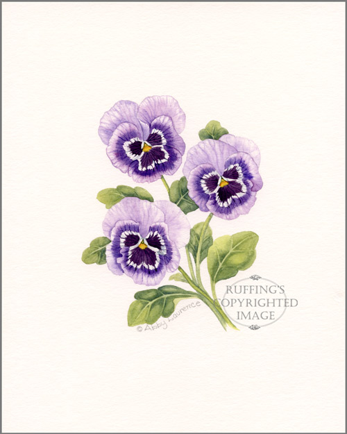 Purple Pansies Original Watercolor Floral Painting by Abby Laurence