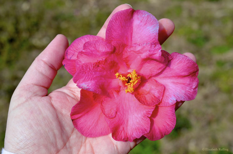 Pink camellia flower in my hand, Elizabeth Ruffing