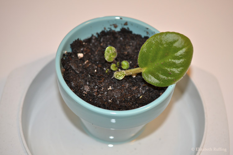 African violet rooted with new leaf growth, Elizabeth Ruffing