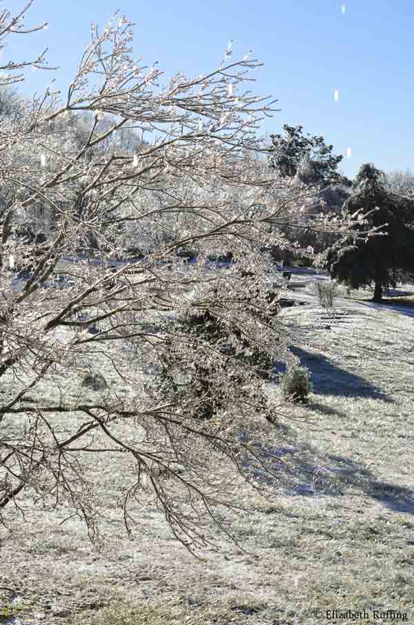 Ice-covered tree branches, by Elizabeth Ruffing