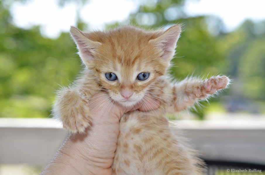 Juno, orange kitten, four weeks old by Elizabeth Ruffing, abandoned kittens care