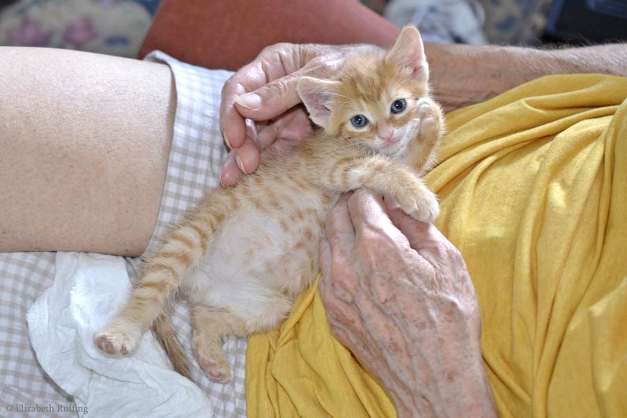 Juno, orange kitten, four weeks old by Elizabeth Ruffing