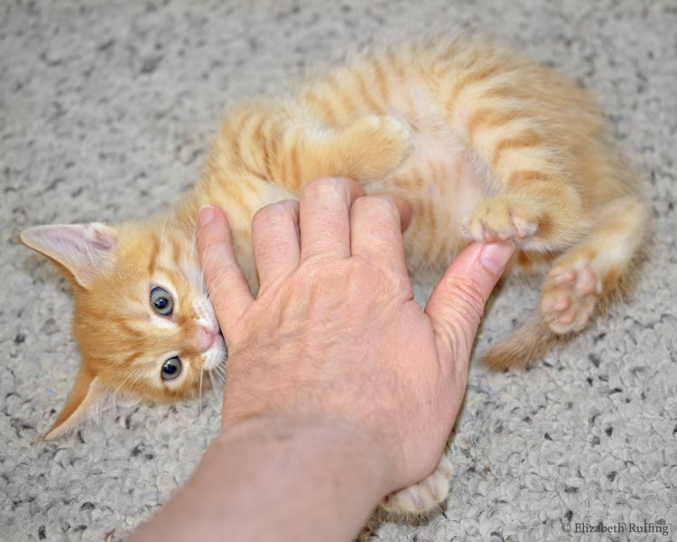 Juno, orange kitten, biting my hand, by Elizabeth Ruffing