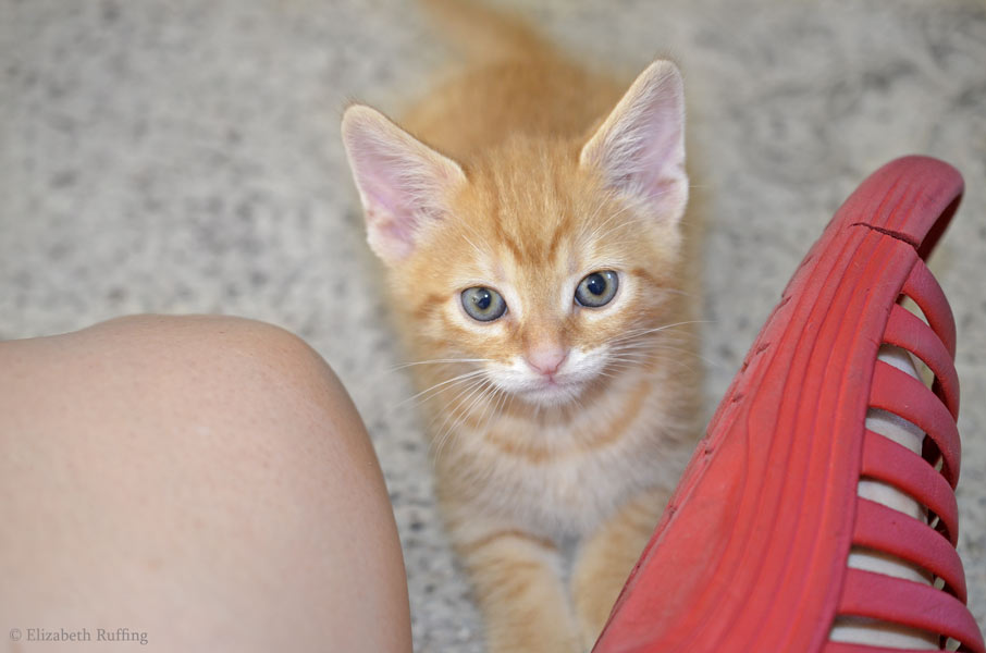 Juno, orange kitten, by Elizabeth Ruffing
