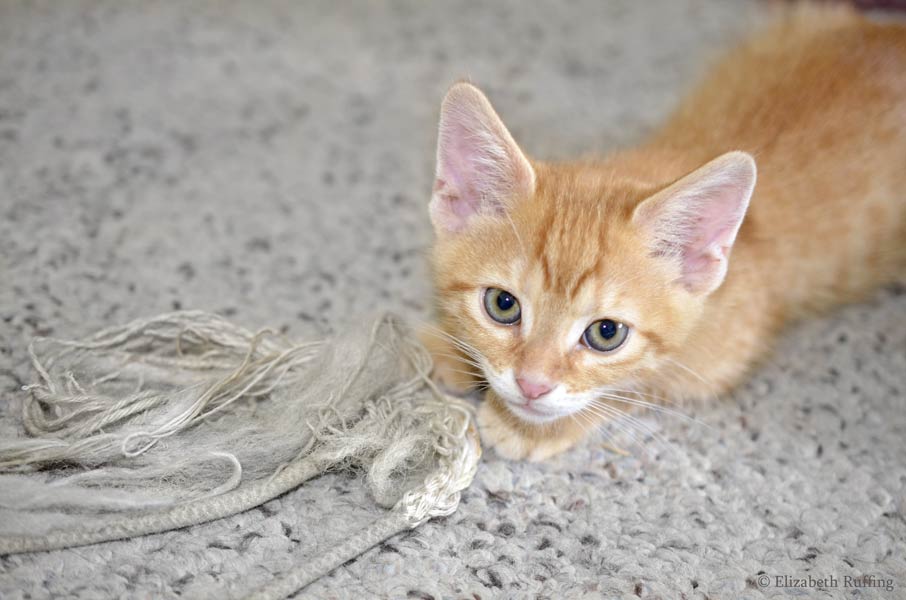 Juno, orange kitten, with Ropey, by Elizabeth Ruffing