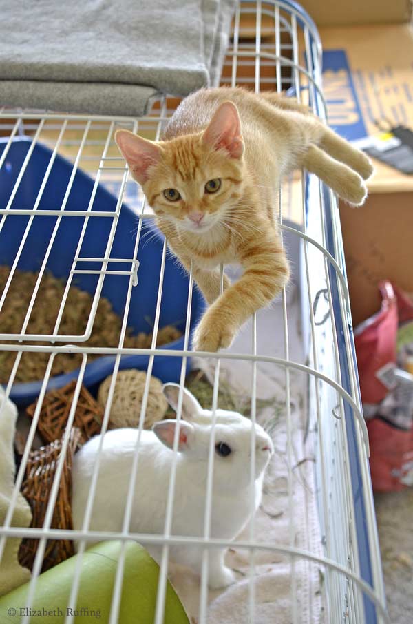 Juno, orange kitten, on top of Oliver's bunny bin, by Elizabeth Ruffing