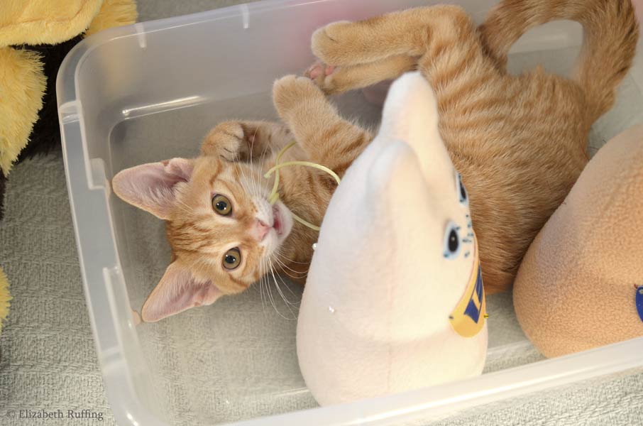 kitten hugging stuffed animal