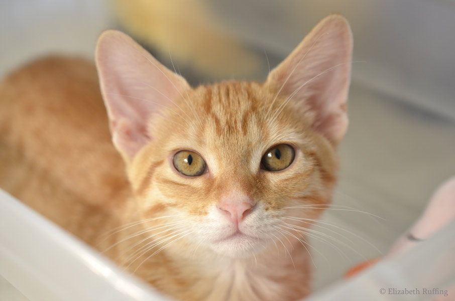 orange kitten stuffed animal