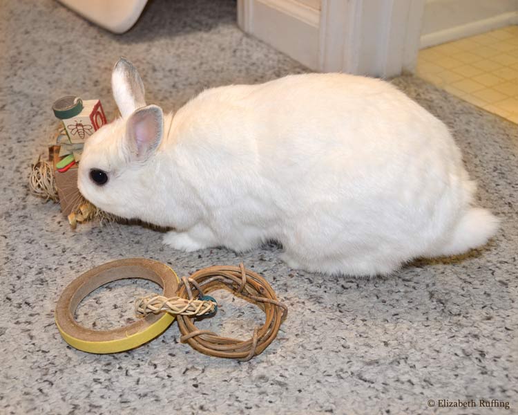 Oliver Bunny playing with his new toys, by Elizabeth Ruffing