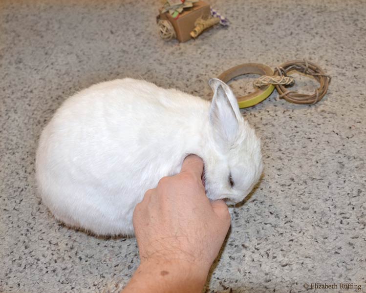 Oliver Bunny loves to be petted, by Elizabeth Ruffing