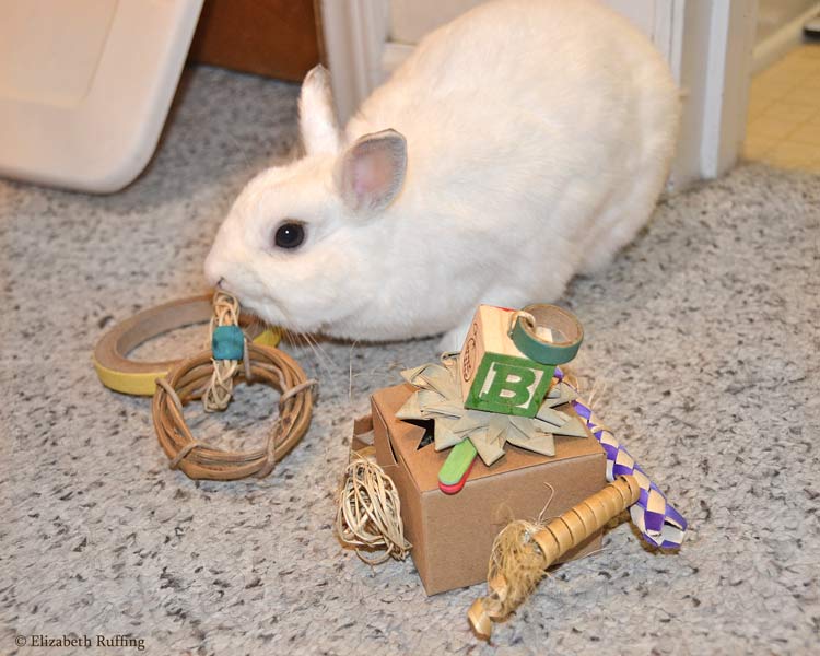 rabbits playing with toys