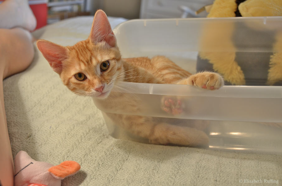Juno kitten in my toy box with my Wonder Bunnies, by Elizabeth Ruffing