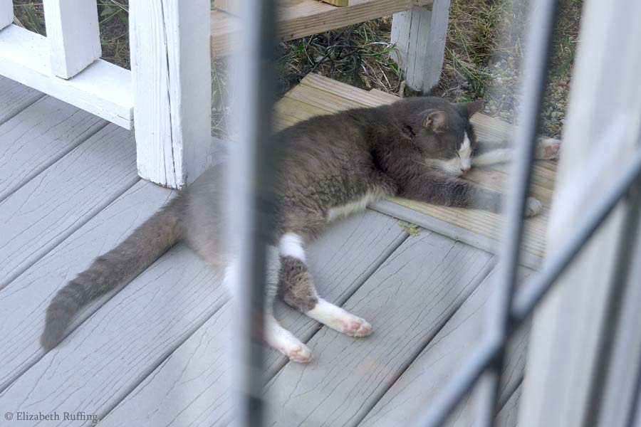 Scooter, gray and white cat napping on the back deck, by Elizabeth Ruffing