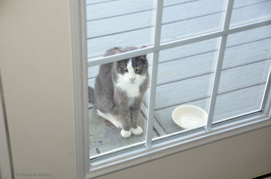 Scooter, gray and white cat at the back door, asking for food, by Elizabeth Ruffing