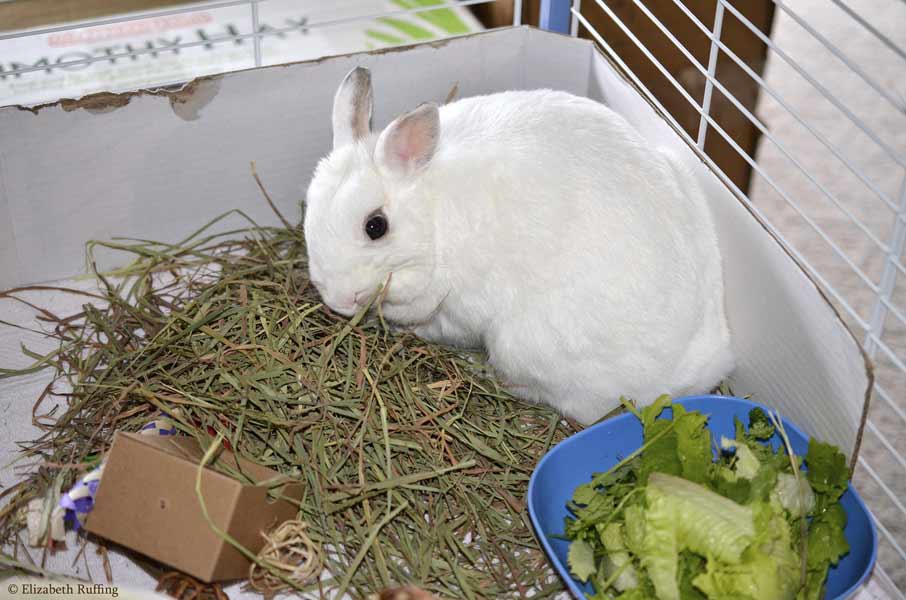 Oliver Bunny eating his timothy hay, by Elizabeth Ruffing