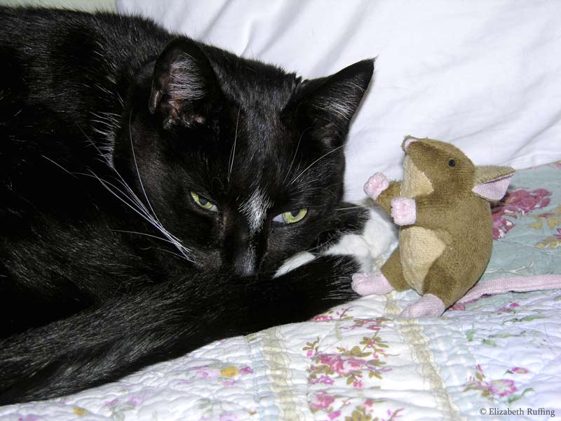 Black-and-white cat napping with a toy mouse