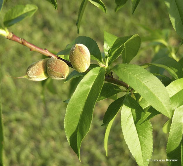 Baby peaches