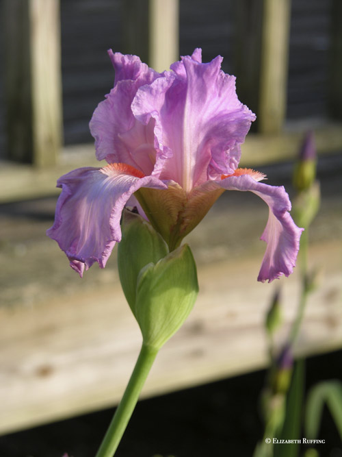 Iris