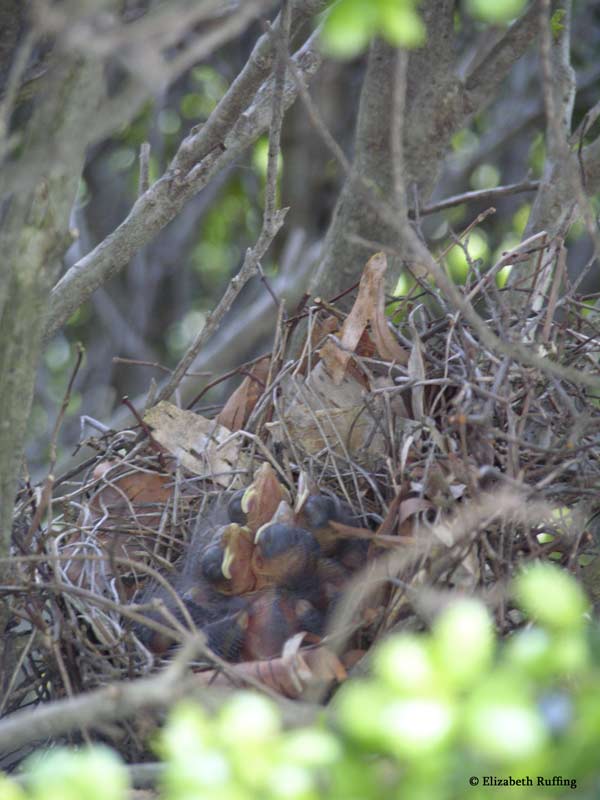 Cardinal fledglings in nest