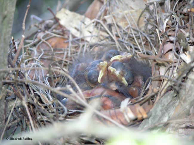 Cardinal fledglings in nest