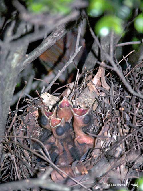 Cardinal fledglings in nest