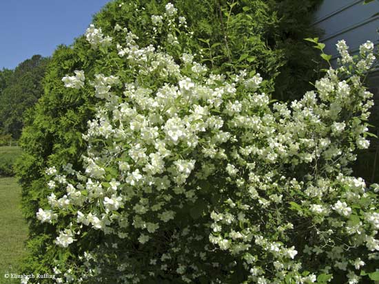 Mock orange in bloom