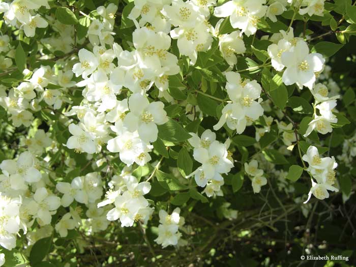 Mock orange in bloom