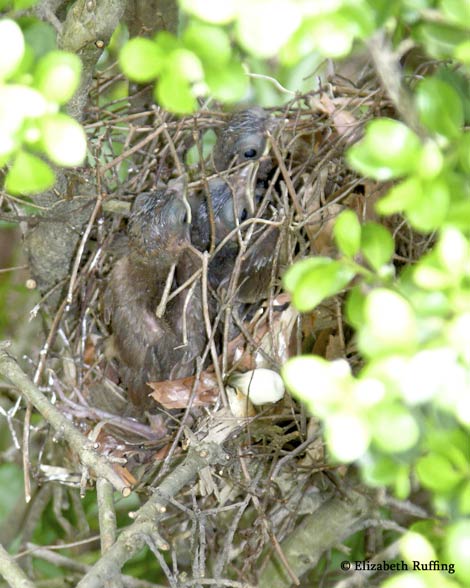 Baby Cardinals in their nest