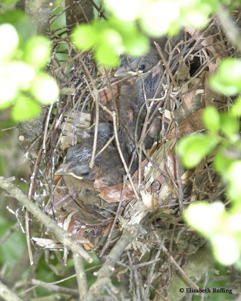 Baby Cardinals in their nest