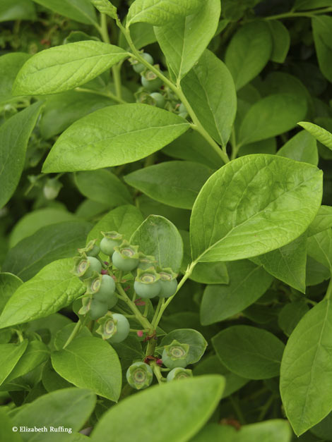 Blueberries forming