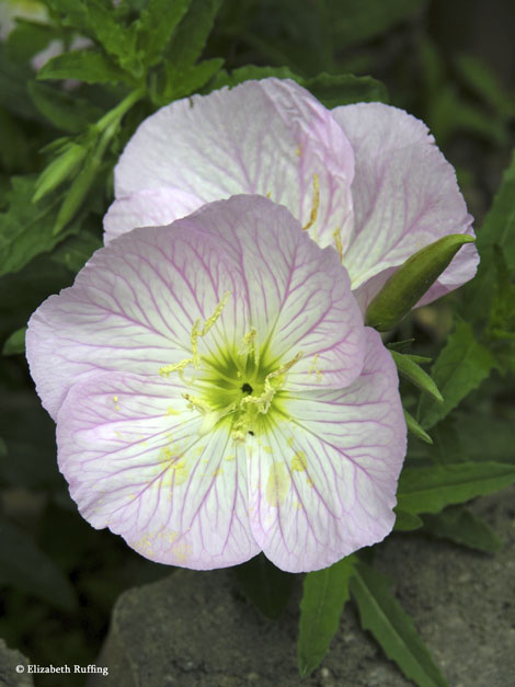 Mexican Primroses