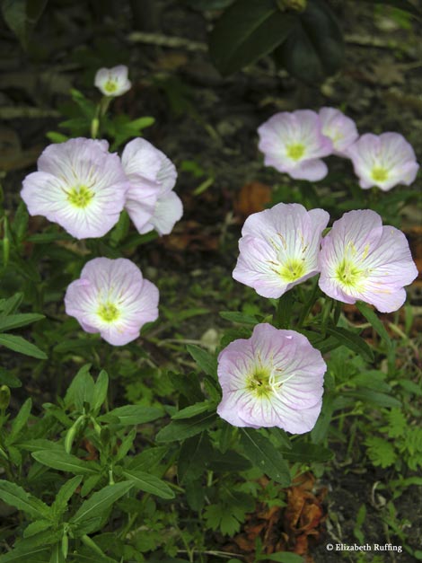 Mexican Primroses