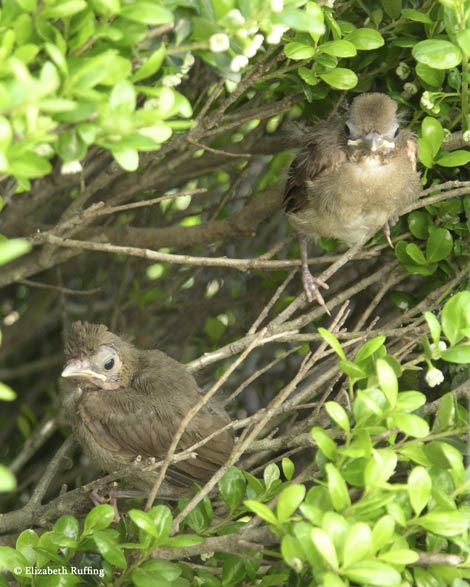 Baby cardinals leave their nest