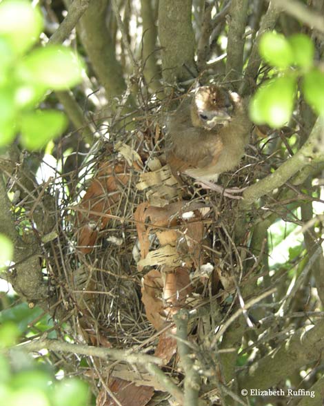 Baby cardinals leave their nest