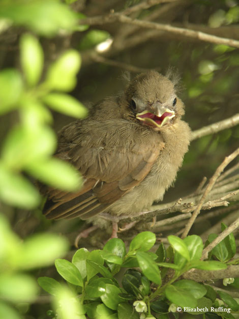 Baby cardinals leave their nest