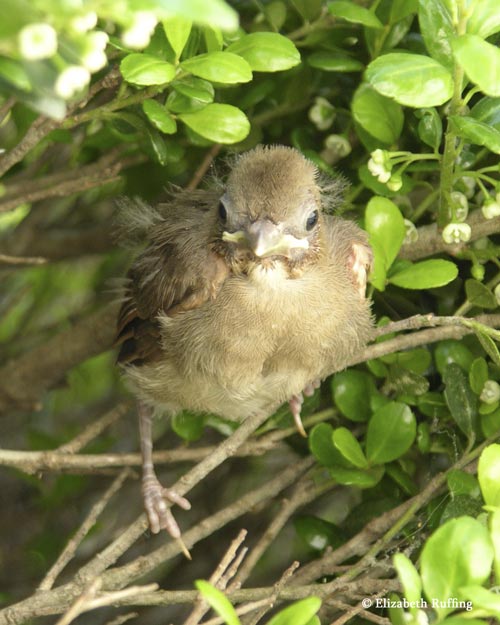 Baby cardinals leave their nest