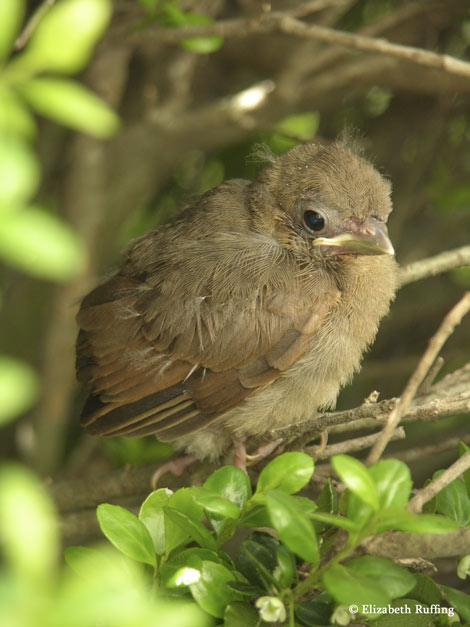 Baby cardinals leave their nest