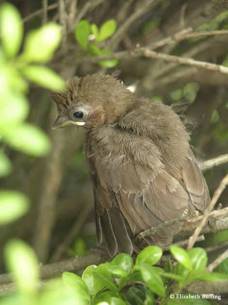 Baby cardinals leave their nest