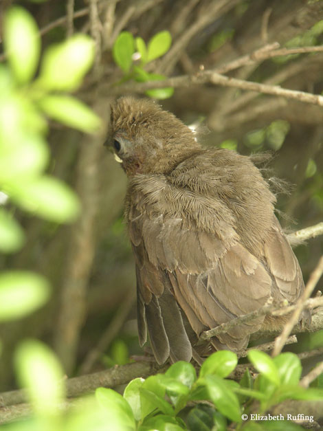 Baby cardinals leave their nest