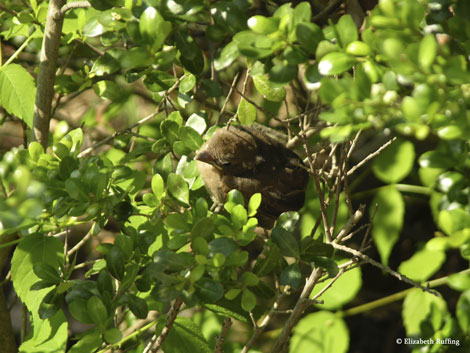 Baby cardinals leave their nest