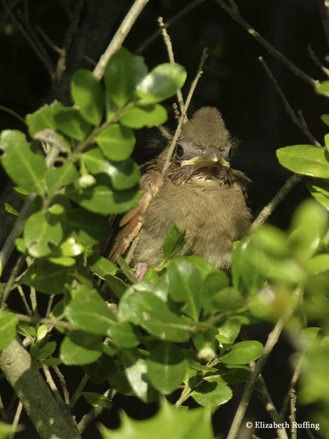 Baby cardinals leave their nest