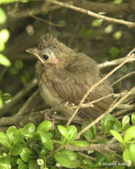 Baby cardinals leave their nest