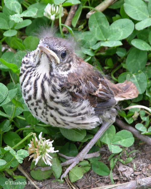 Baby brown thrasher, first day out of the nest