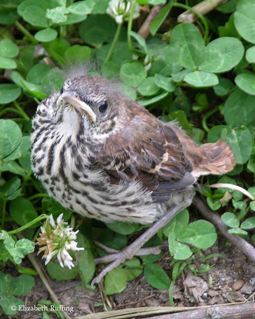 Baby brown thrasher, first day out of the nest