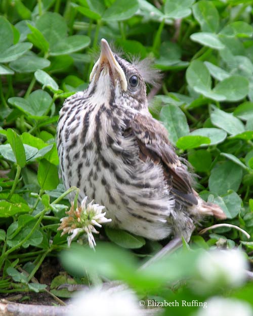 Baby brown thrasher, first day out of the nest