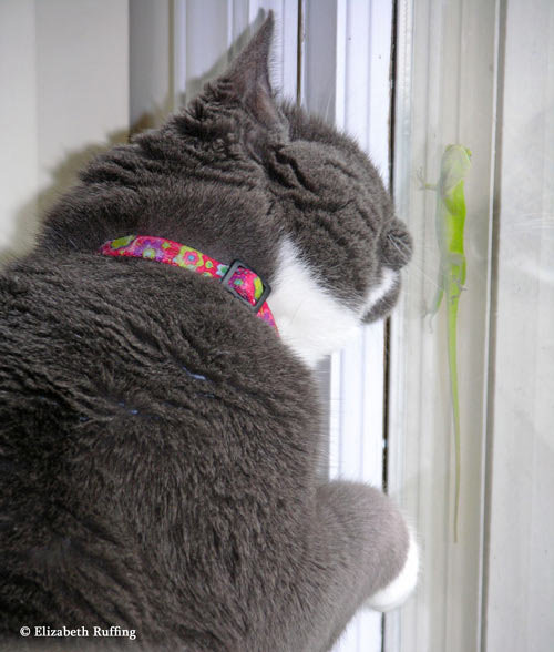 Kitty makes friends with an anole